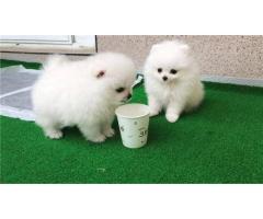 Beautiful Teacup Pomeranian puppies ready now