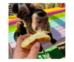 Wonderful Lovely Capuchin monkey available